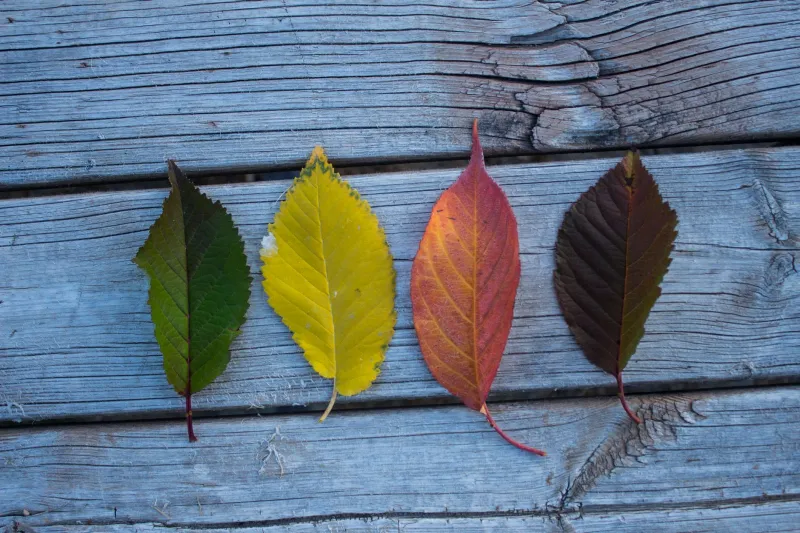 Your Mood Has a Calendar: How Every Season of the Year Shapes Your Mental Health